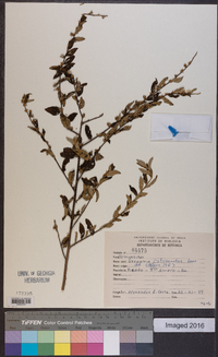 Lepidaploa cotoneaster image