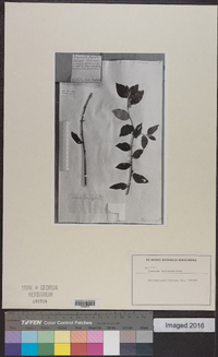 Lepidaploa cotoneaster image