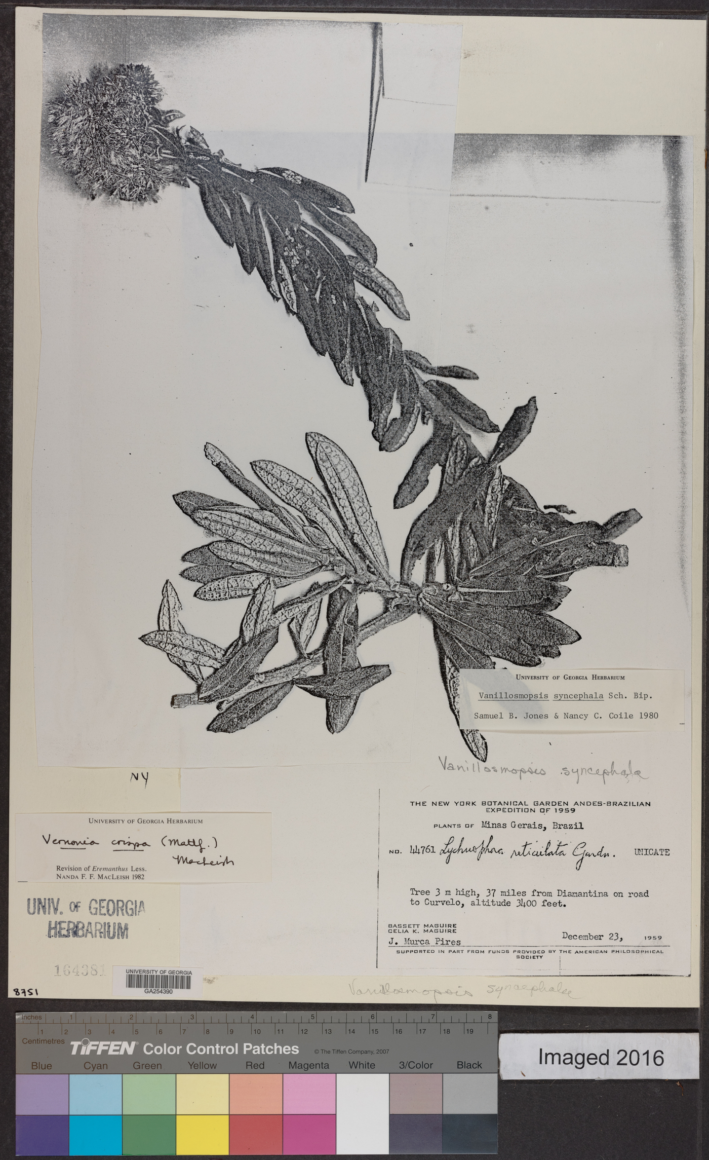 Lychnophora crispa image