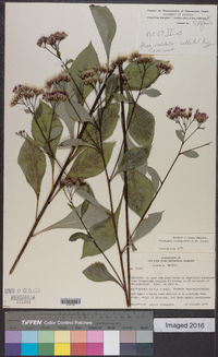 Vernonanthura cronquistii image