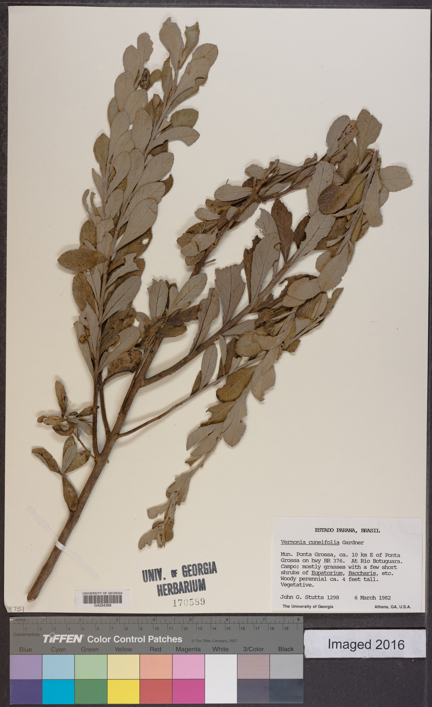 Vernonia cuneifolia image