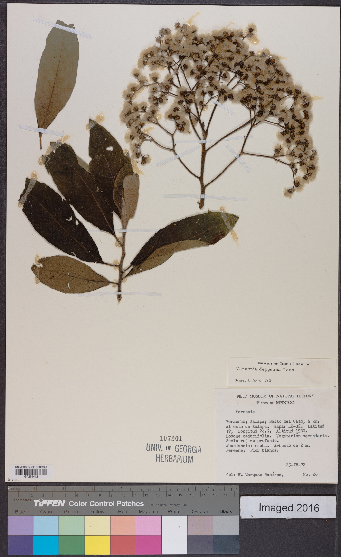 Vernonia deppeana image