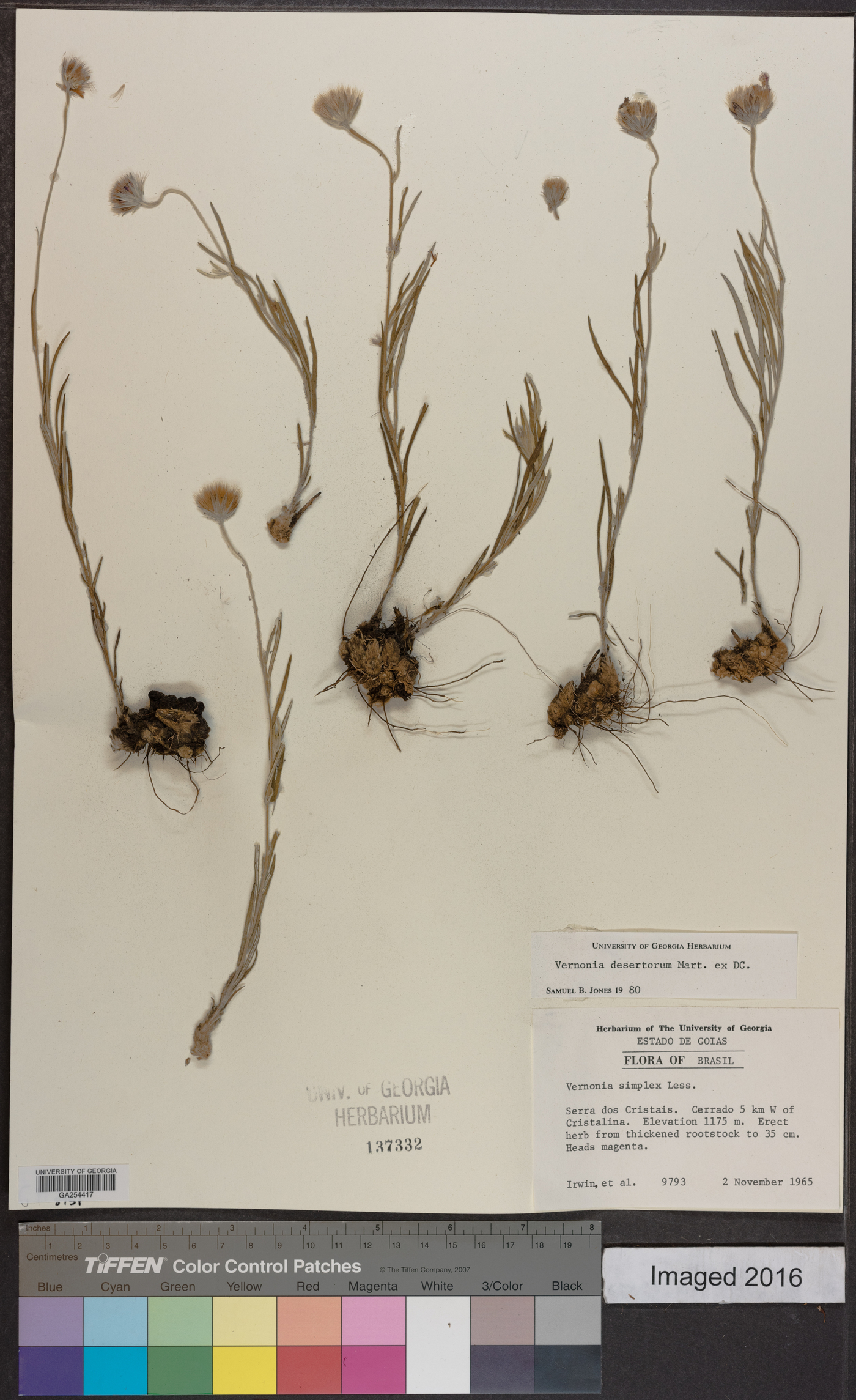 Chrysolaena desertorum image