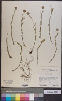 Chrysolaena desertorum image