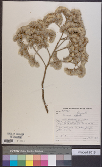 Vernonia diffusa image