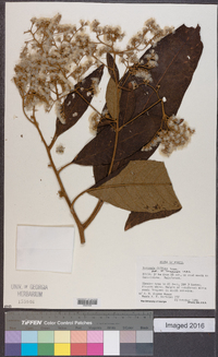 Vernonia diffusa image