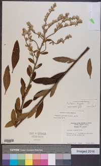 Acilepidopsis echitifolia image