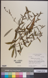 Lessingianthus elegans image