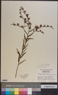 Lessingianthus elegans image