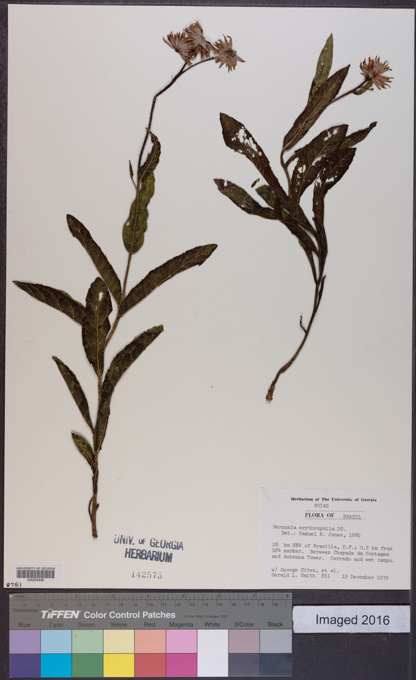 Lessingianthus erythrophilus image