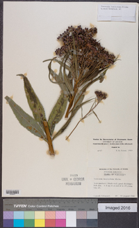 Vernonia fasciculata image