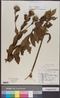 Baccharoides filipendula image