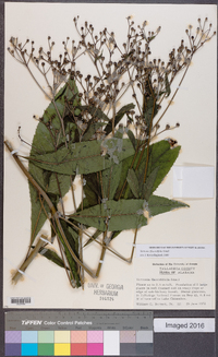 Vernonia flaccidifolia image