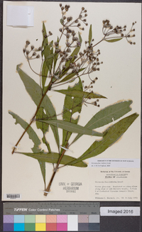 Vernonia flaccidifolia image