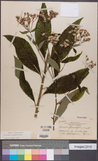 Vernonia flaccidifolia image