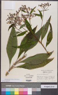 Vernonia flaccidifolia image