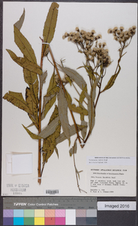 Vernonia flaccidifolia image