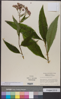 Vernonia flaccidifolia image