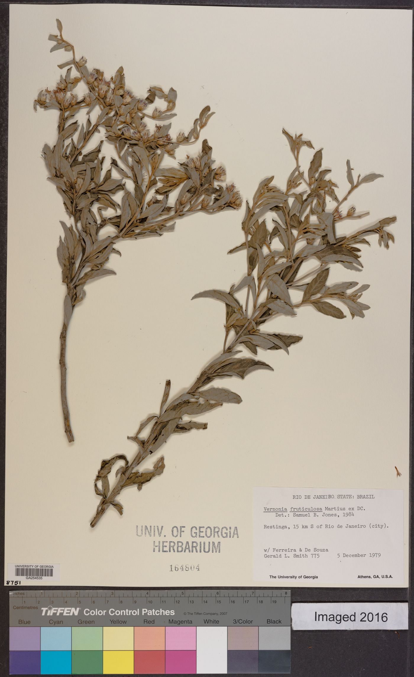 Lepidaploa rufogrisea image