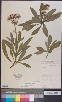Chrysolaena flexuosa image