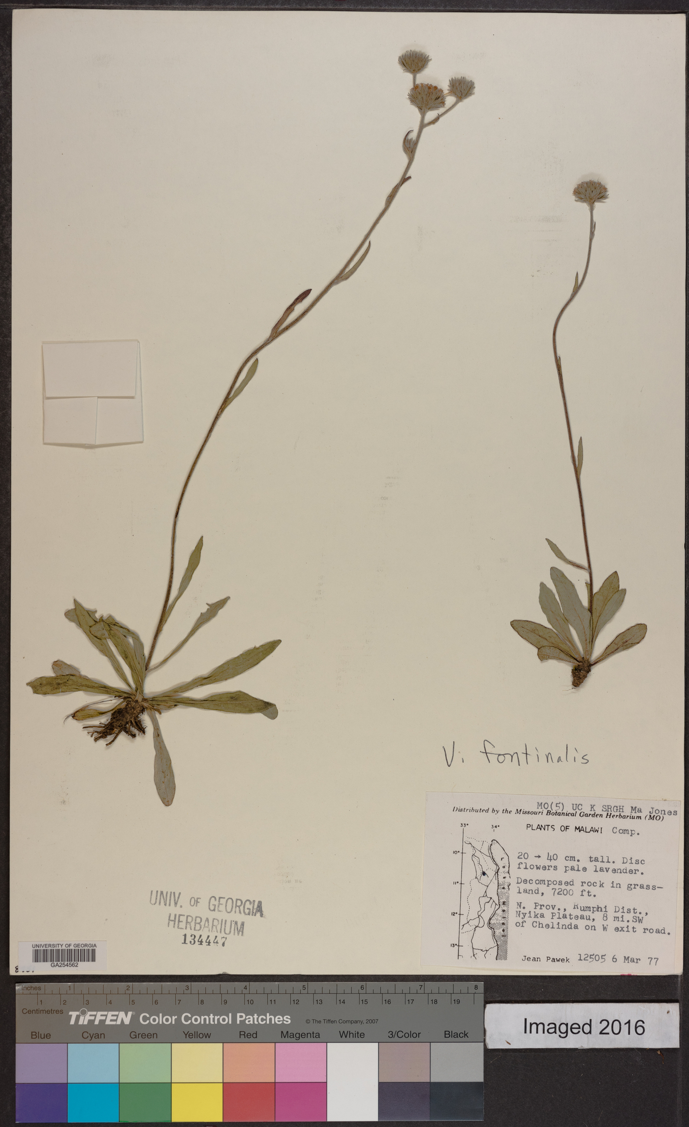 Vernoniastrum ugandense image