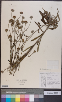 Vernoniastrum ugandense image