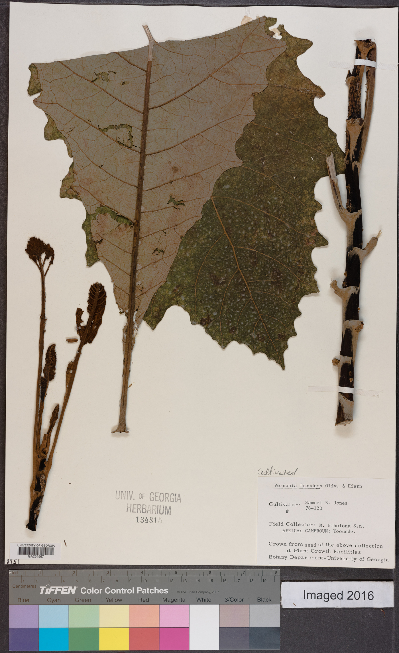 Brenandendron frondosum image