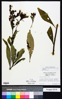 Vernonia gigantea subsp. gigantea image