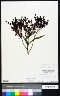 Vernonia gigantea subsp. gigantea image