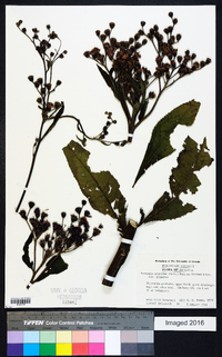 Vernonia gigantea subsp. gigantea image