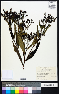 Vernonia gigantea subsp. gigantea image