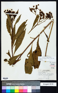 Vernonia gigantea subsp. gigantea image