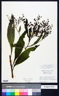 Vernonia gigantea subsp. gigantea image