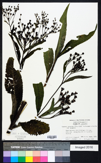 Vernonia gigantea subsp. gigantea image