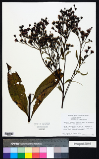 Vernonia gigantea subsp. gigantea image