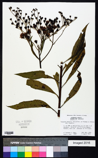 Vernonia gigantea subsp. gigantea image