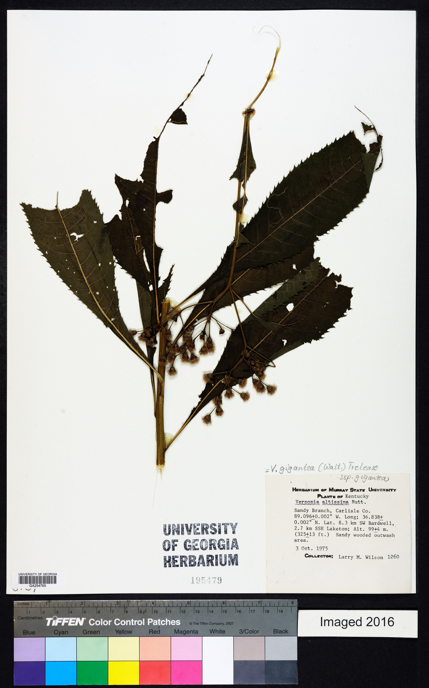 Vernonia gigantea subsp. gigantea image
