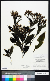 Vernonia gigantea subsp. gigantea image