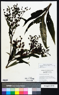 Vernonia gigantea subsp. gigantea image