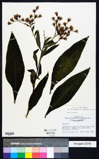 Vernonia gigantea subsp. gigantea image