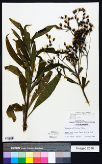 Vernonia gigantea subsp. gigantea image