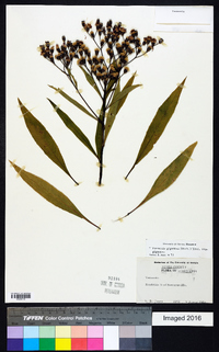 Vernonia gigantea subsp. gigantea image