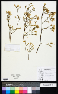 Image of Gymnanthemum glaberrimum