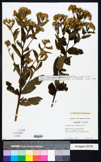 Linzia glabra image