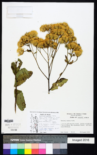 Linzia glabra image