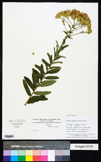 Linzia glabra image