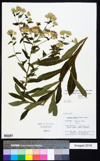 Linzia glabra image