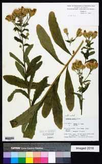 Linzia glabra image