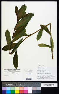 Linzia glabra image