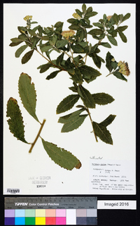 Linzia glabra image